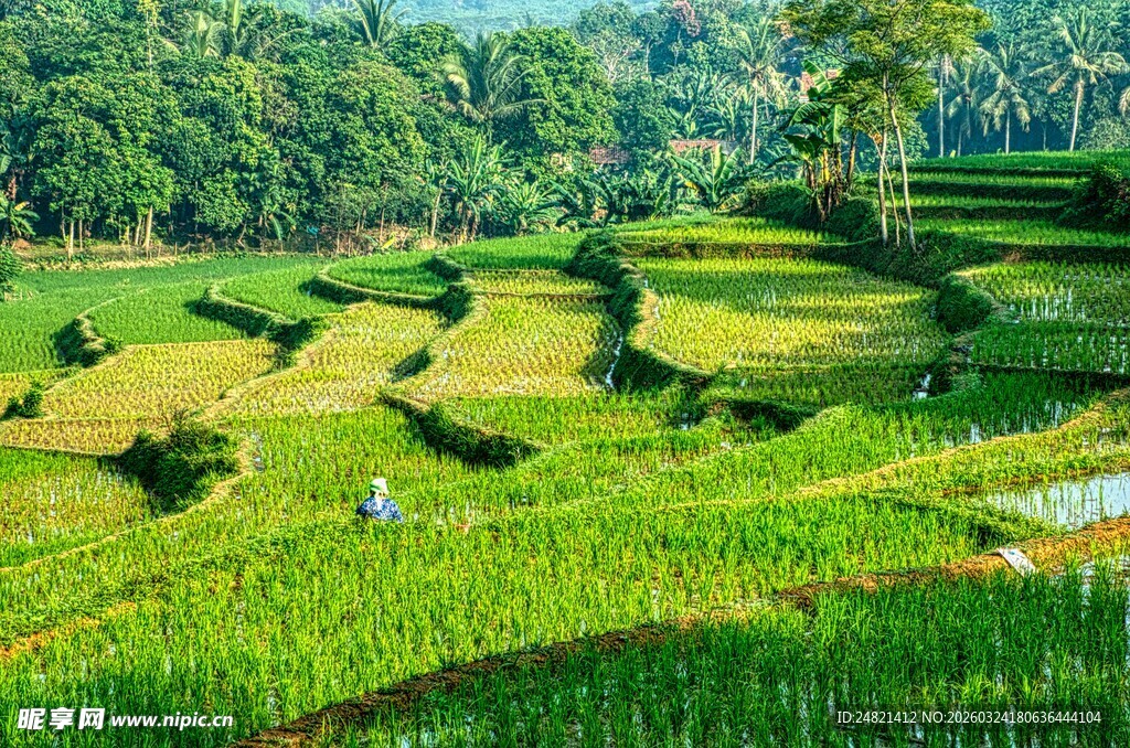 翠绿梯田中的田园风光