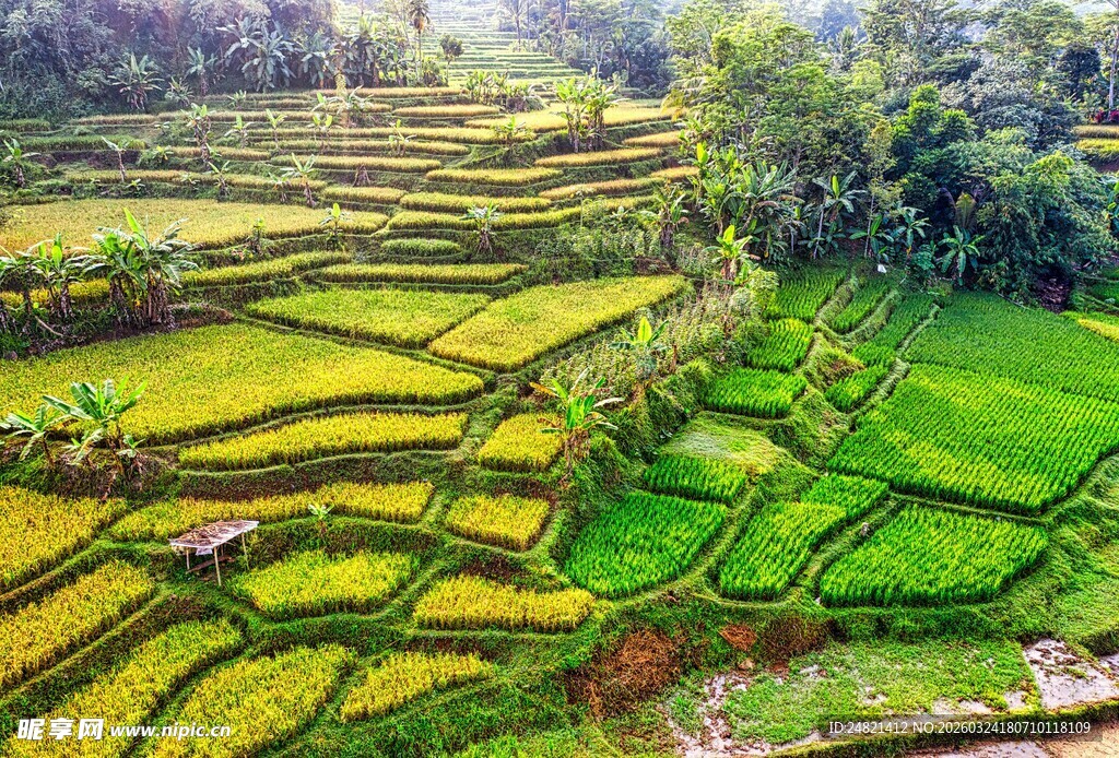 翠绿梯田中的农耕美景