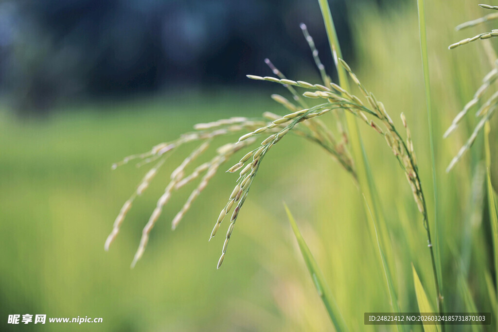 稻穗在绿野中轻轻摇曳