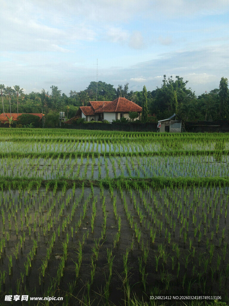 田园稻田风光美景