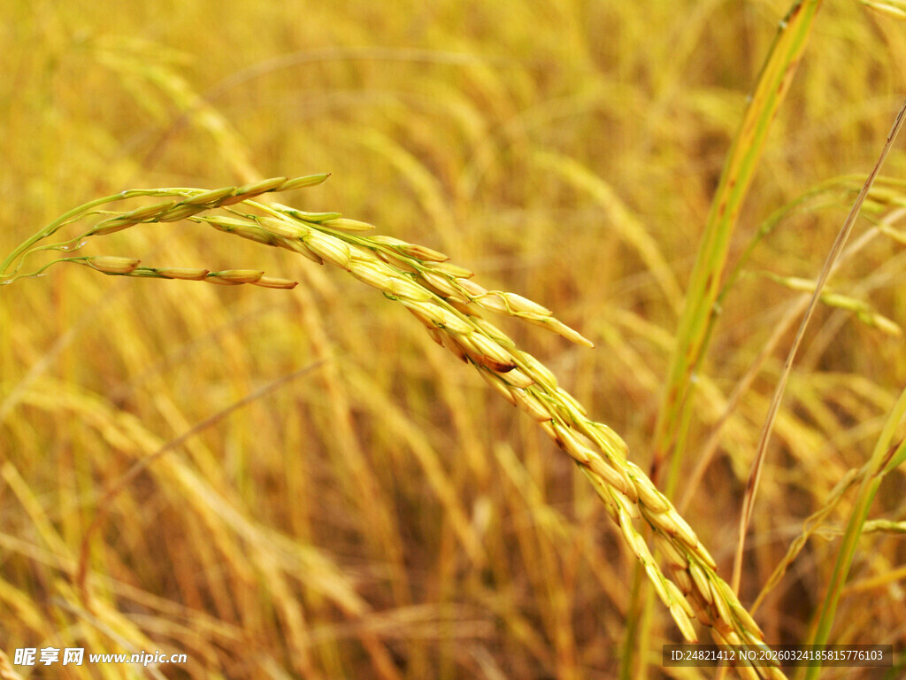 金黄稻田中的饱满稻穗