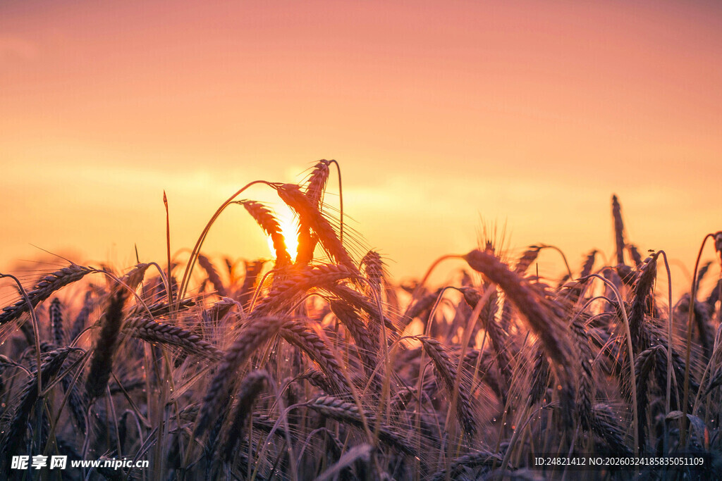 夕阳下的金黄麦田