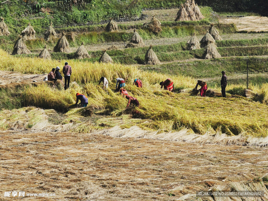 稻田里的劳作场景