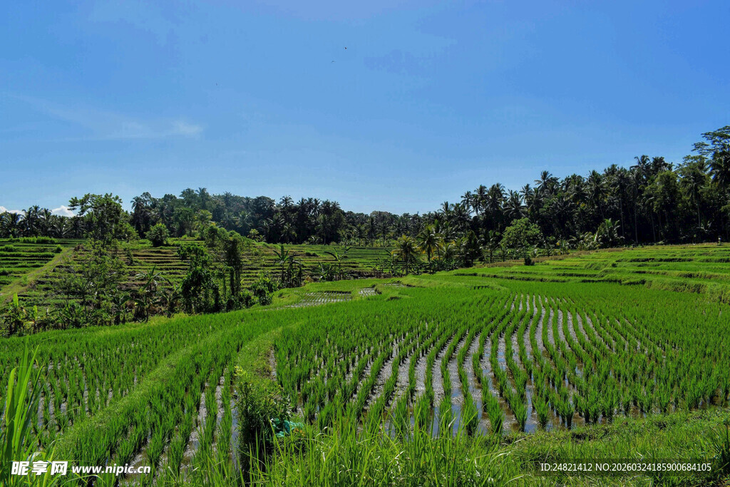 翠绿稻田风光