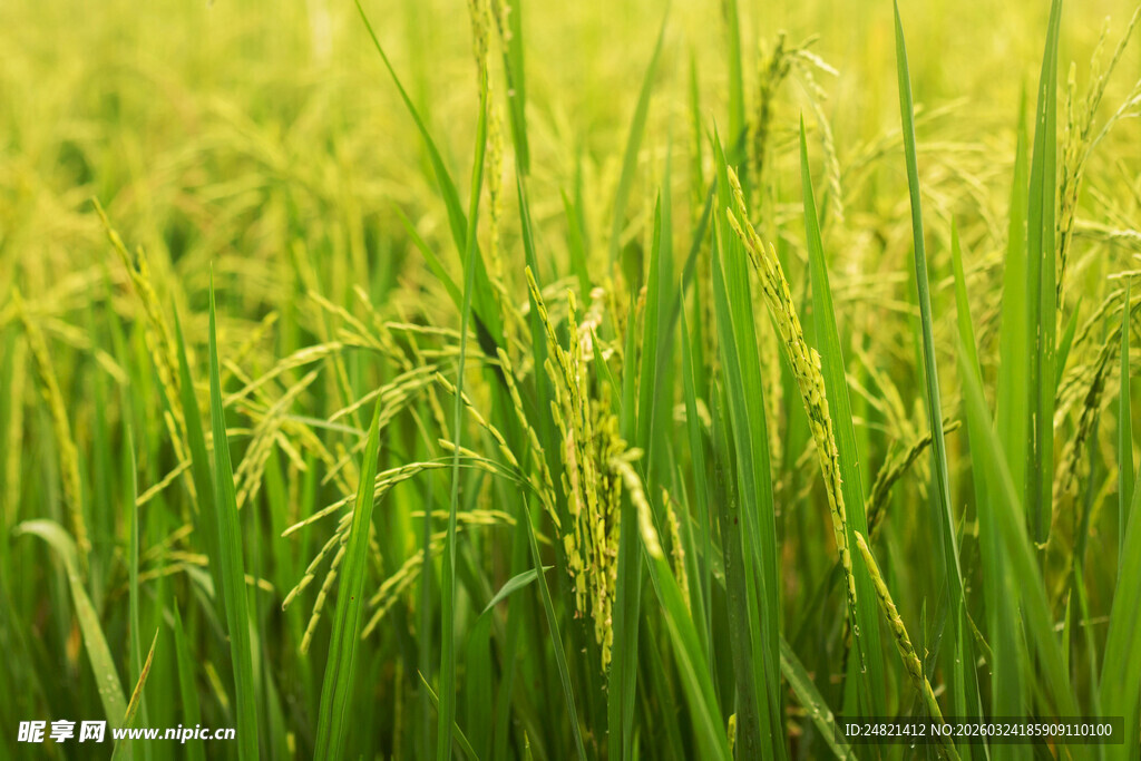 翠绿麦苗生机勃勃