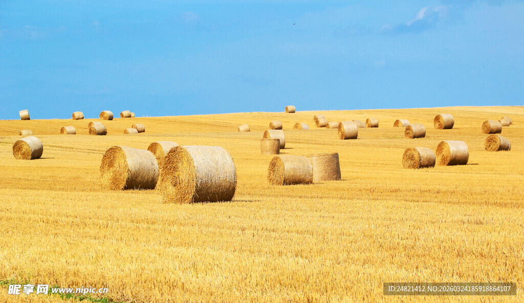 金黄田野中的干草捆