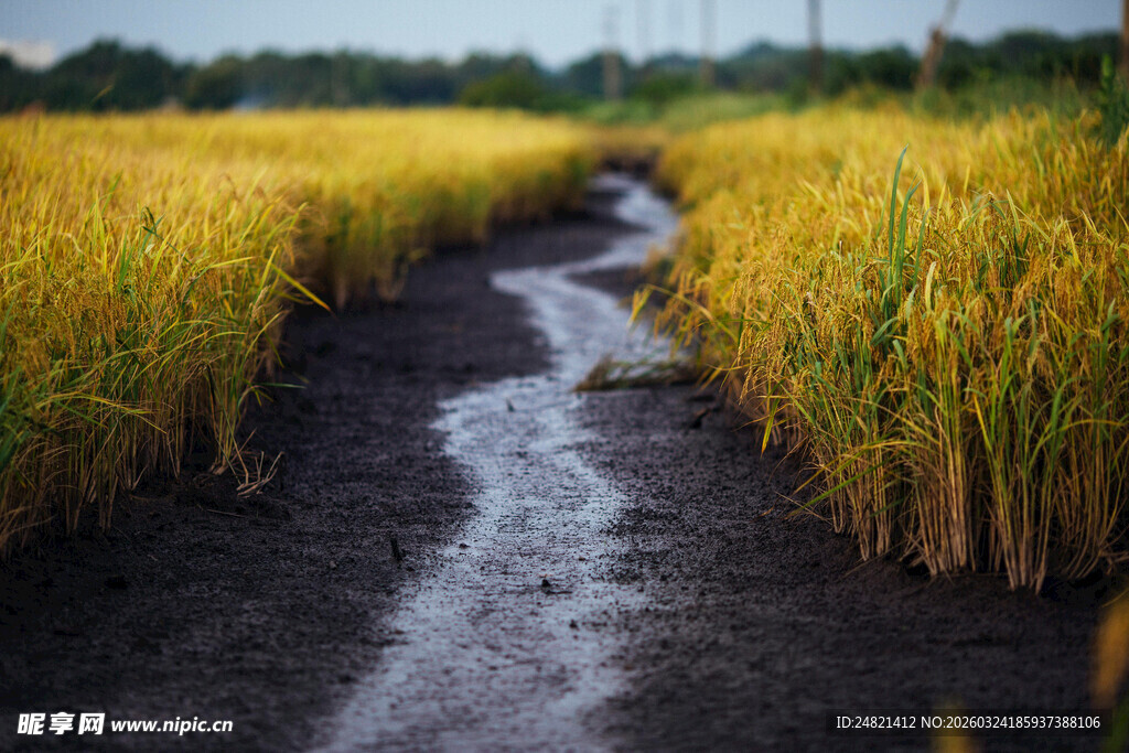 金黄稻田中的泥泞小道