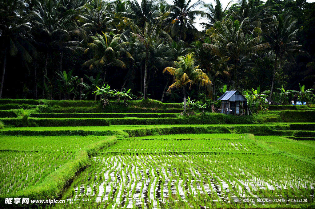 翠绿梯田与茂密椰林景观