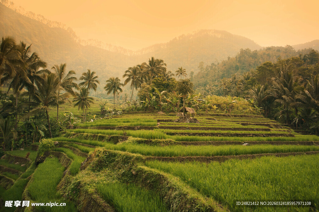 田园风光中的层层翠绿梯田