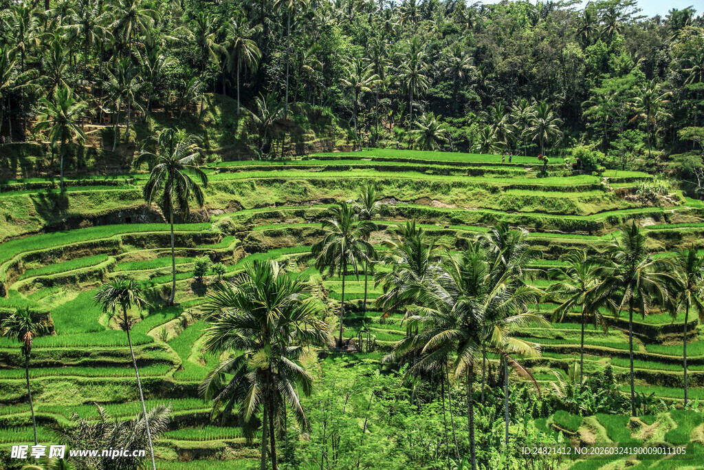 翠绿梯田与椰林交相辉映