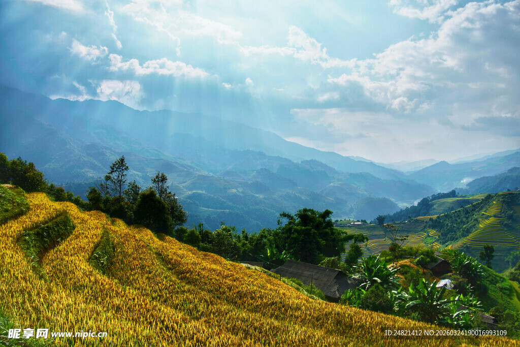山间金黄梯田美景