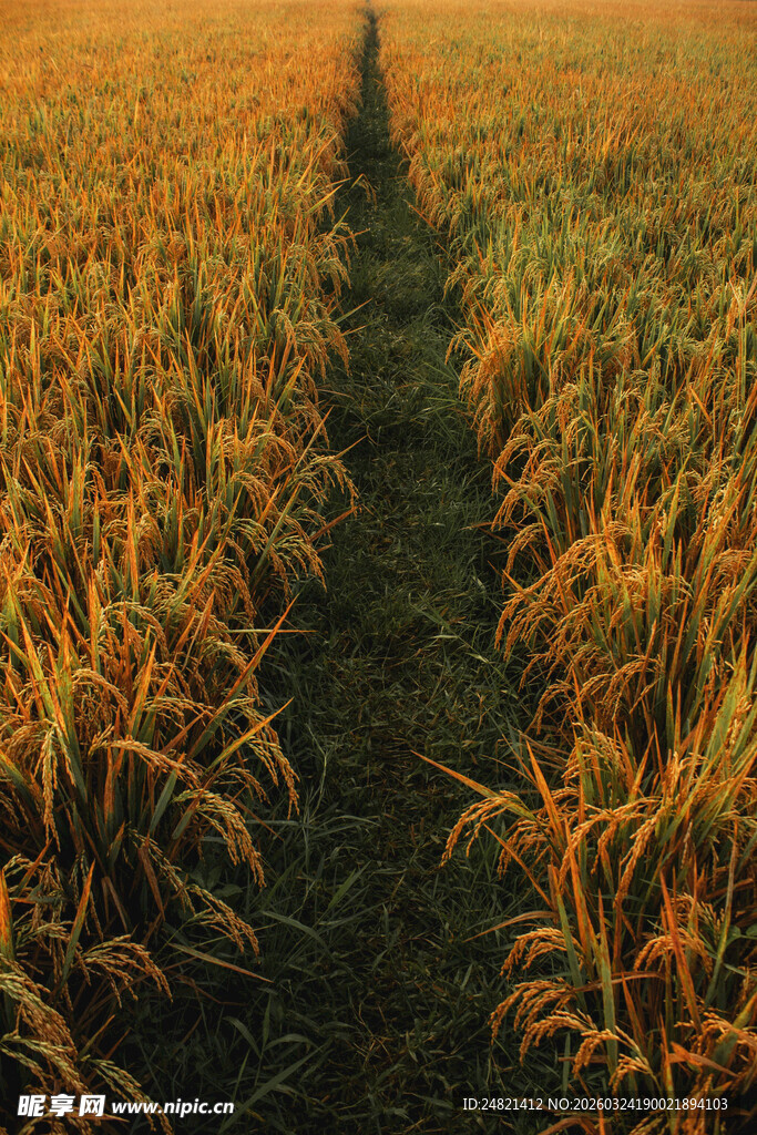 金色稻田中的蜿蜒小径