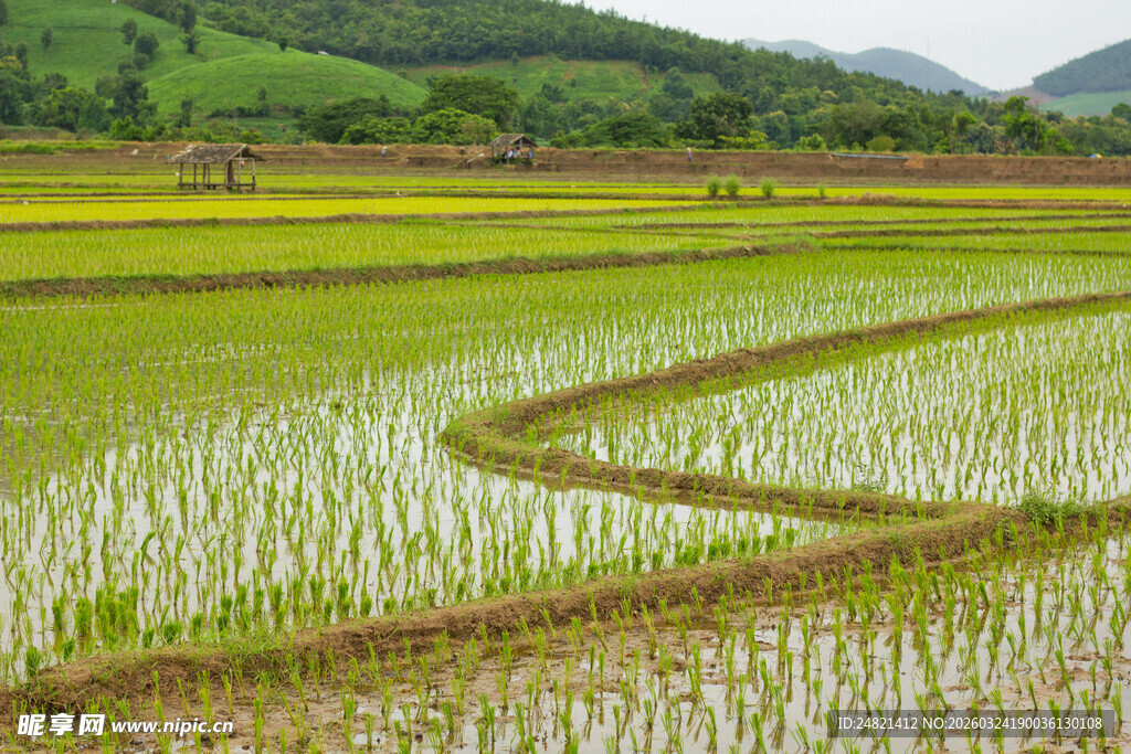 田园稻田风光