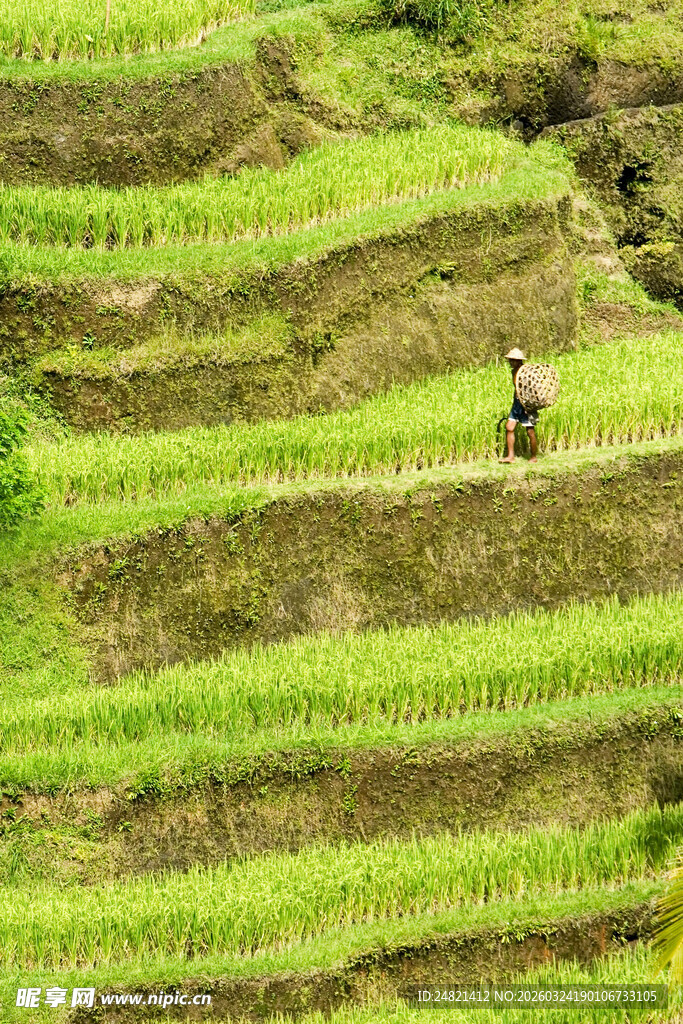 梯田上劳作的身影