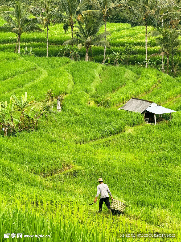 田园风光中的农耕场景