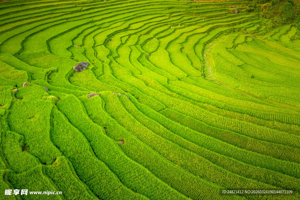 翠绿梯田美景