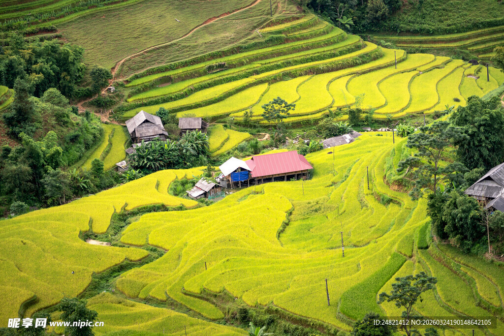 山间金黄梯田中的小屋