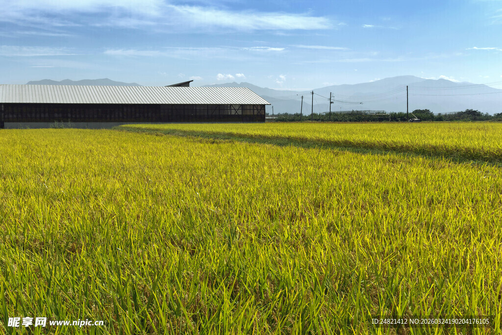 金黄稻田与远处建筑景观