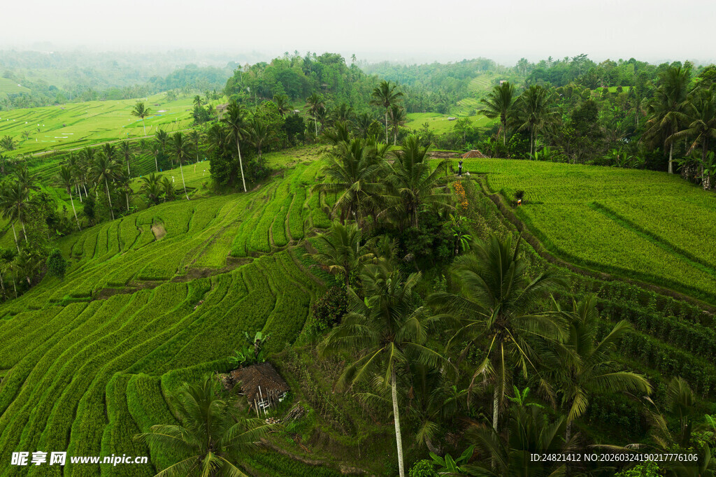 翠绿梯田与椰林田园风光