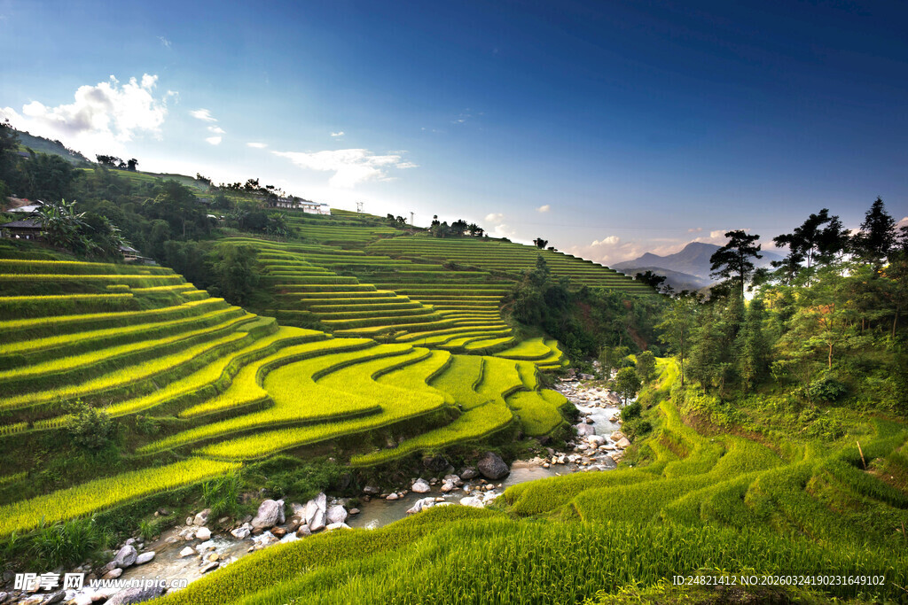 翠绿梯田美景