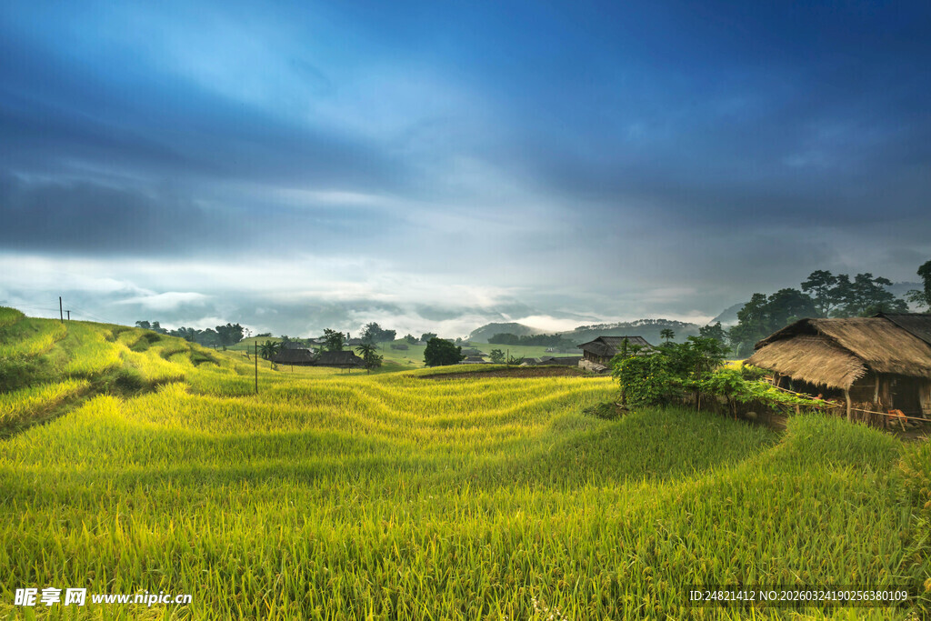 田园风光中的翠绿稻田