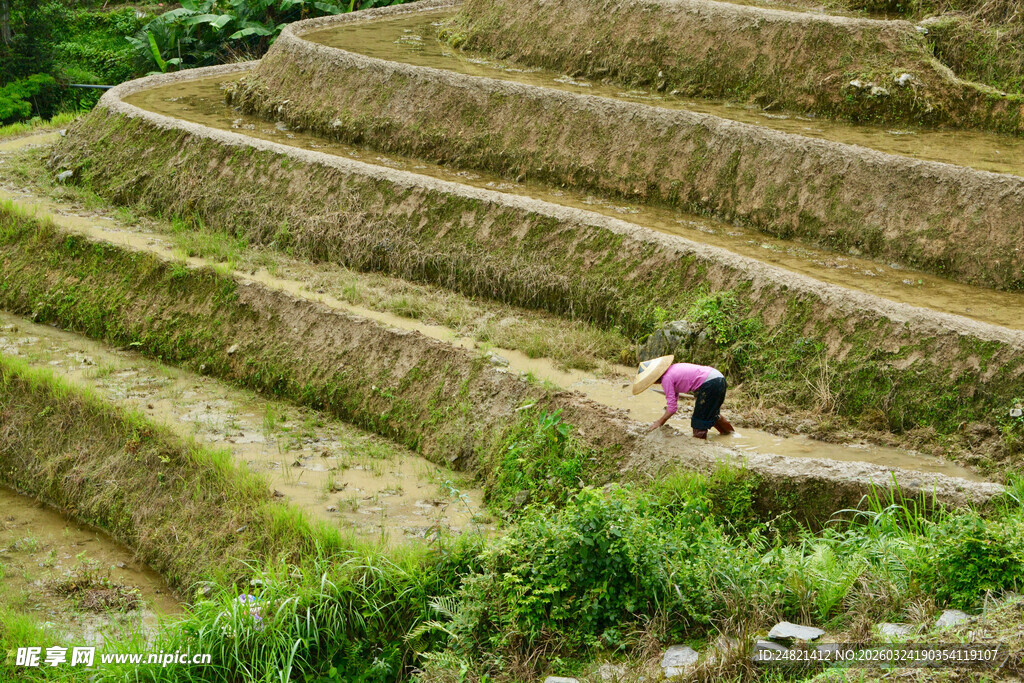 梯田中劳作的多彩身影