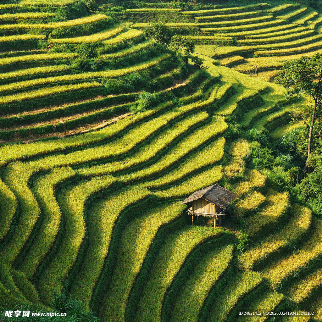 金黄梯田中的小屋