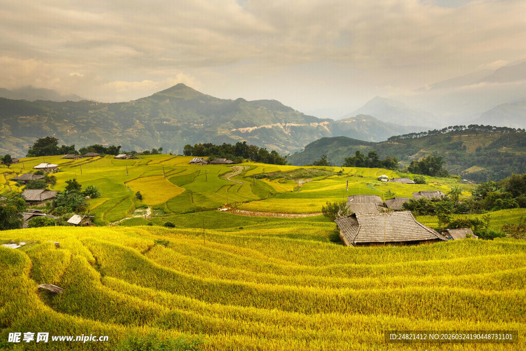 金黄稻田中的乡村美景