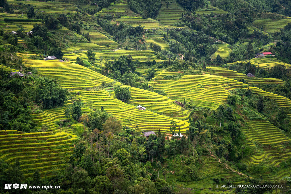 翠绿梯田美景
