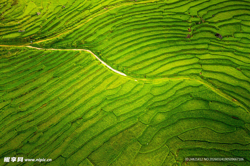 翠绿梯田美景