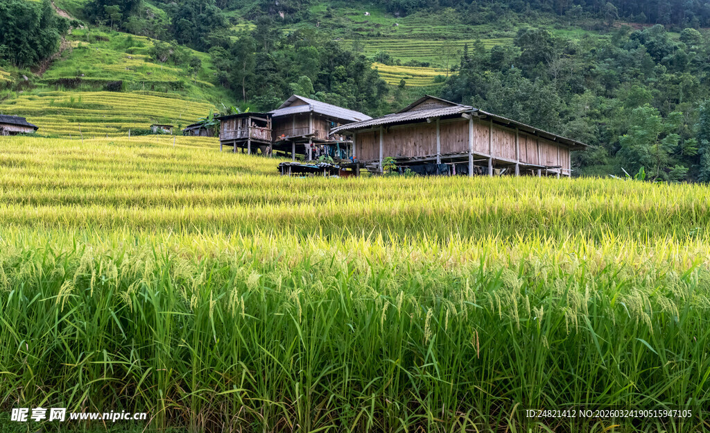 田园稻田中的古朴民居