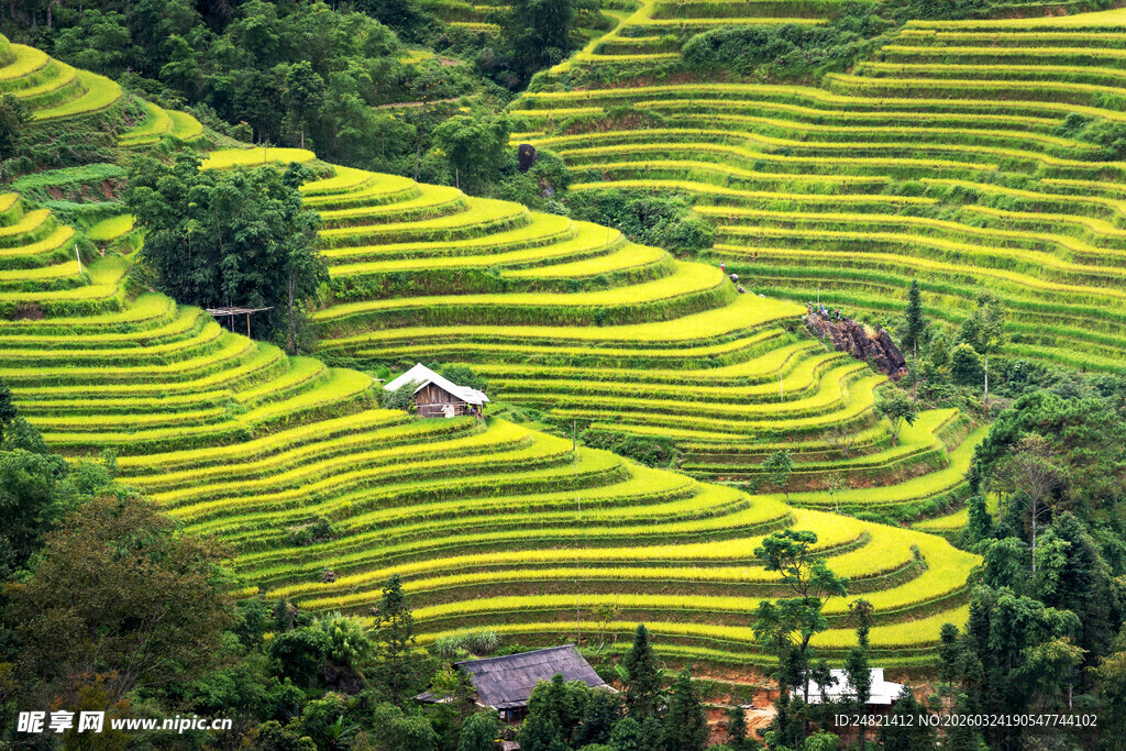 翠绿梯田美景如画