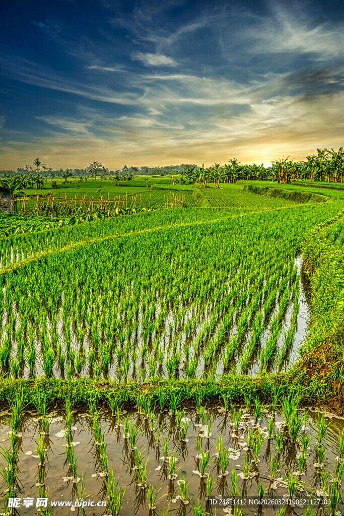 田园风光中的翠绿稻田