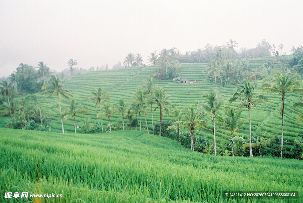 翠绿稻田与椰树田园风光