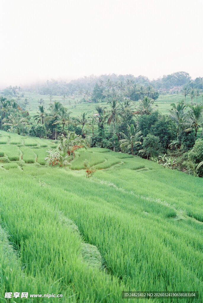 翠绿稻田与葱郁山林美景