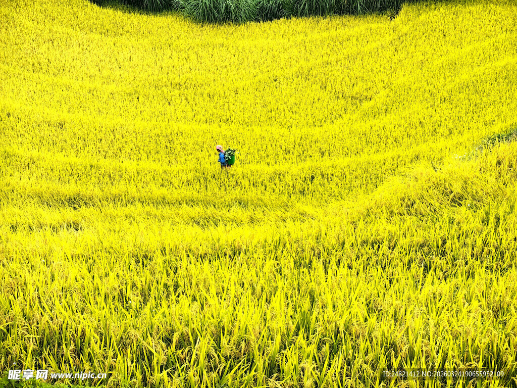 金黄油菜花田中的独行者
