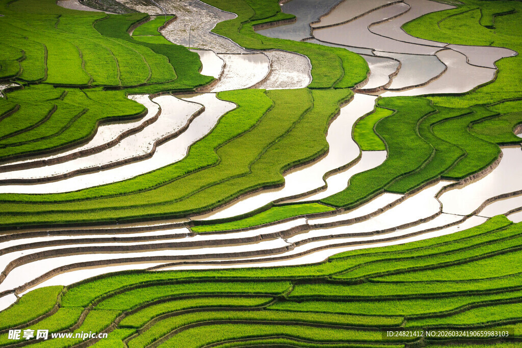 翠绿梯田美景