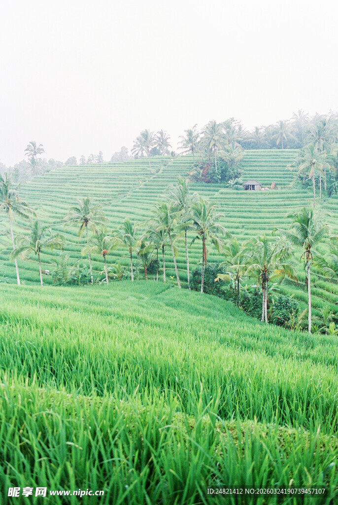 翠绿稻田与椰树田园风光
