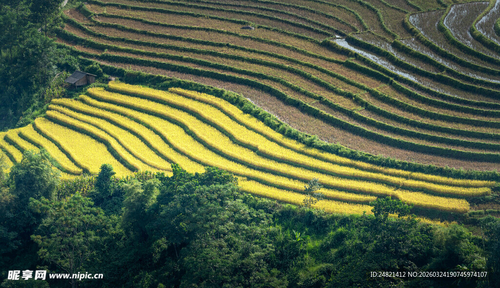 金黄梯田与葱郁山林美景