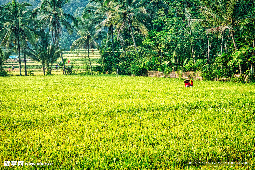 翠绿稻田中的农忙景象