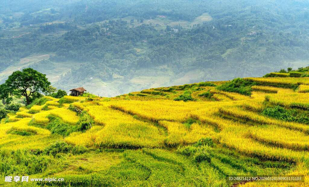 金黄梯田美景