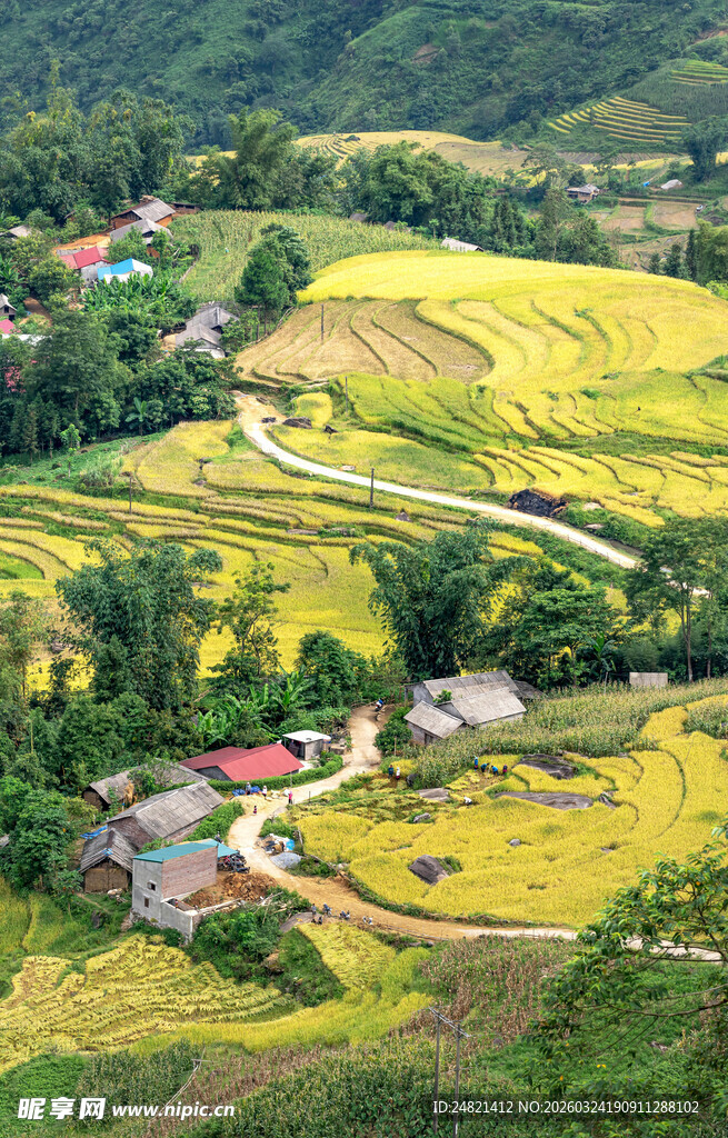 金色梯田乡村美景