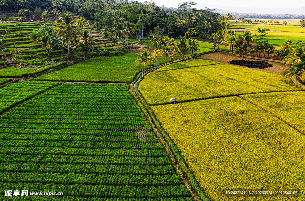 稻田风光