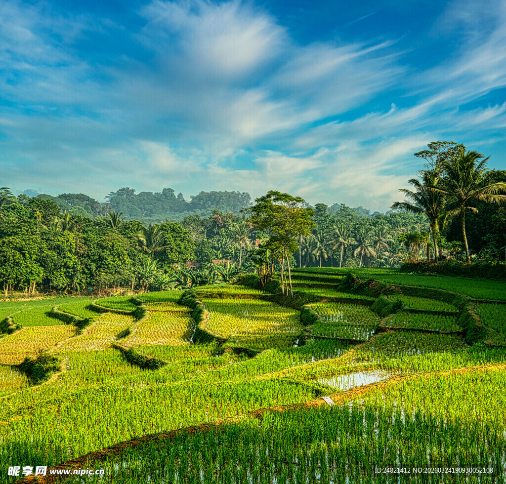 翠绿稻田与蓝天白云美景