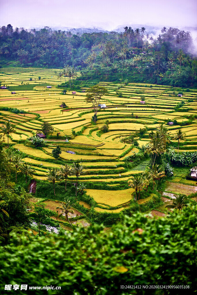 美丽的田园梯田景观