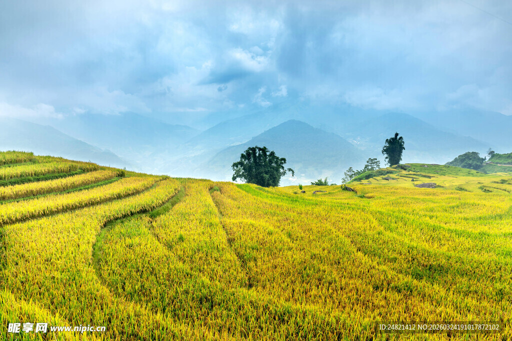 金色梯田美景