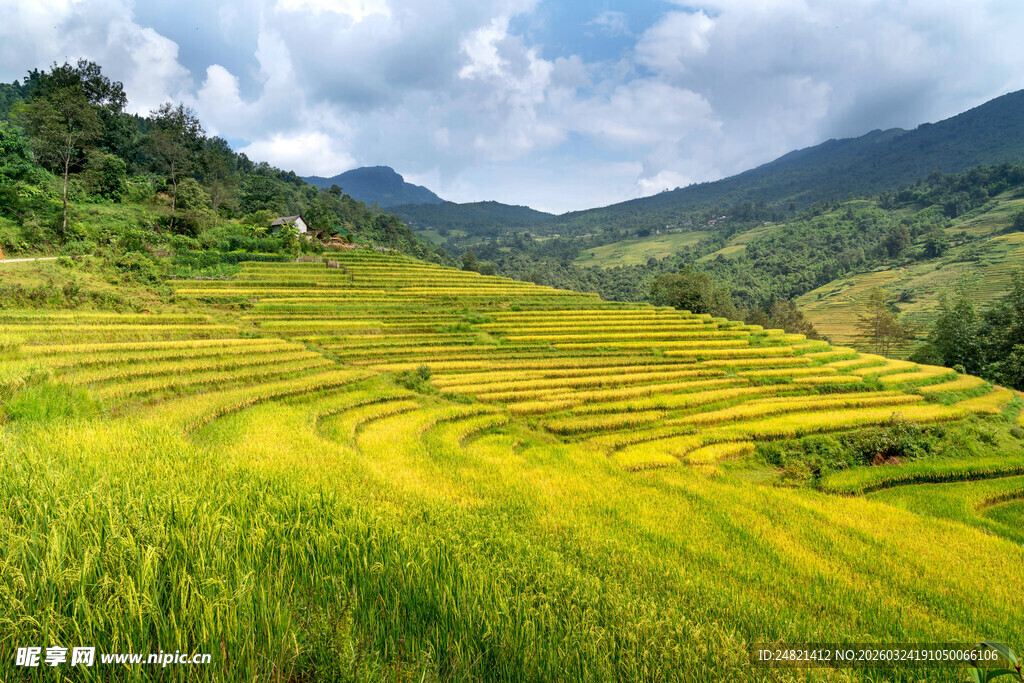 金黄梯田映青山美景