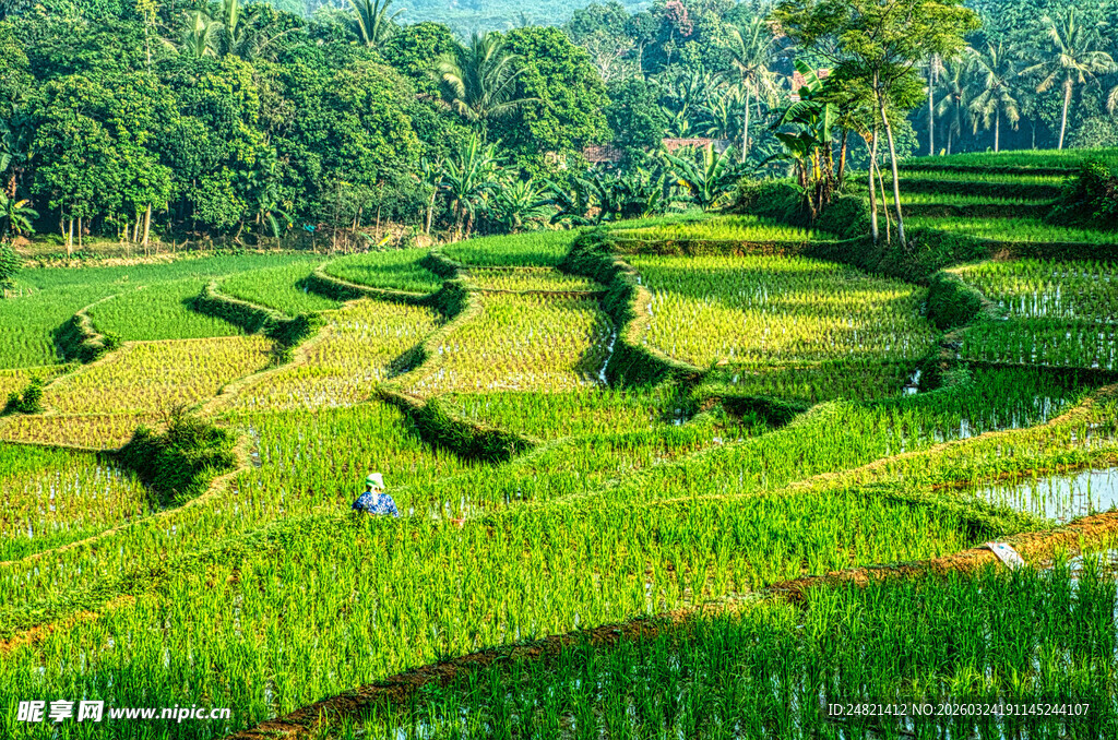 翠绿梯田间的田园风光