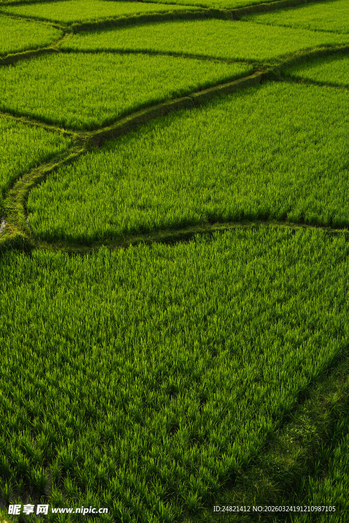 绿色田野风光