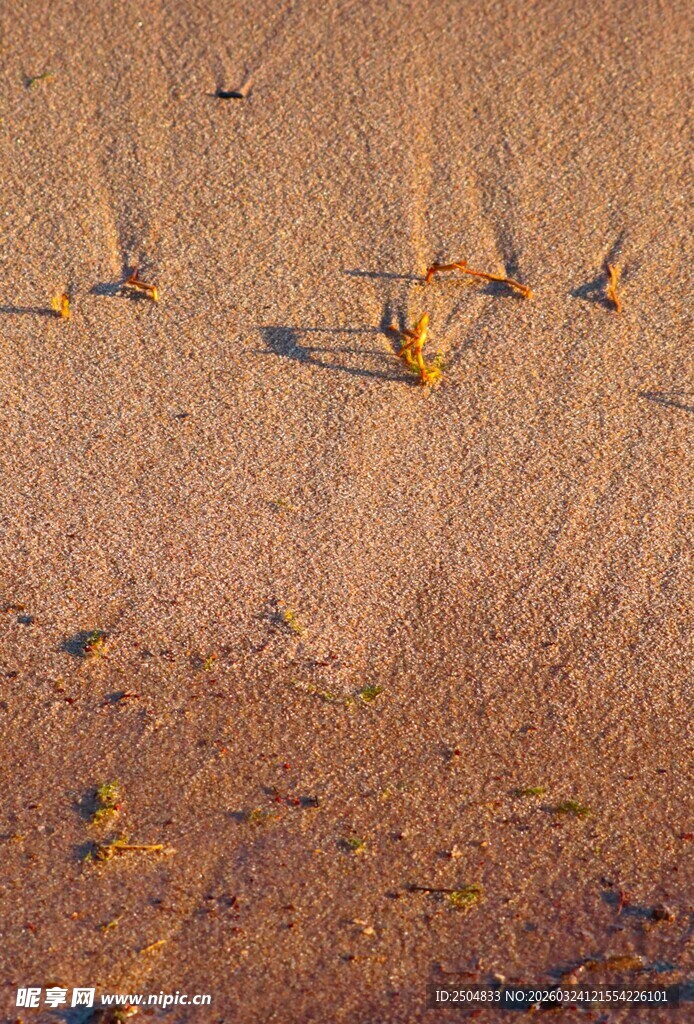 沙滩上的小螃蟹与脚印